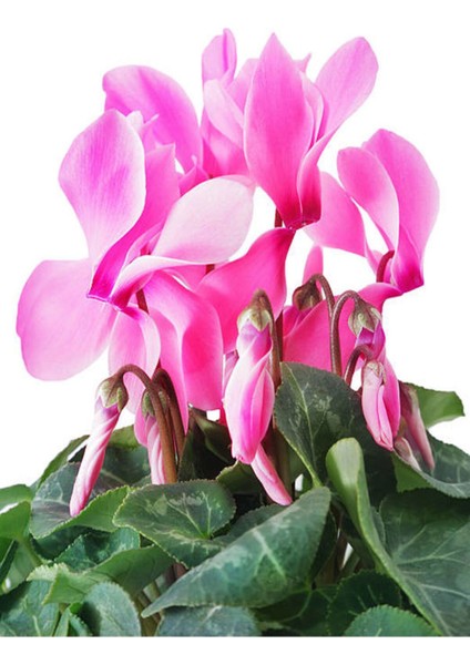 Videolu 1 Adet Pembe Sıklamen Çiçeği 15-25 cm Saksılı Çiçekli Bodur Bitkiler Cyclamen