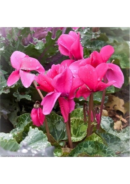 Videolu 1 Adet Pembe Sıklamen Çiçeği 15-25 cm Saksılı Çiçekli Bodur Bitkiler Cyclamen modelleri