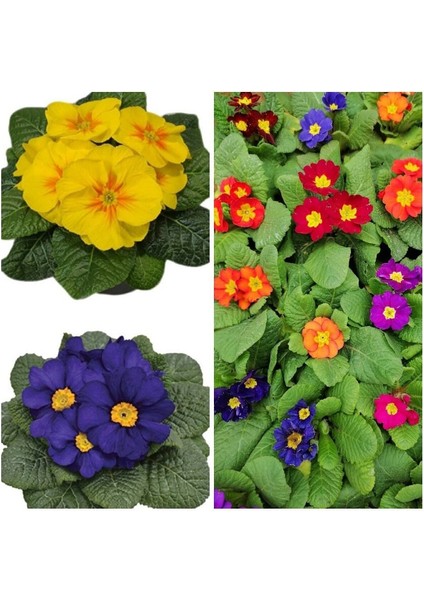 Videolu 2'li Sarı-Lacivert Set Çuha (Marul) Çiçeği 5-15 cm Saksılı Çiçekli Bodur Bitki Primula