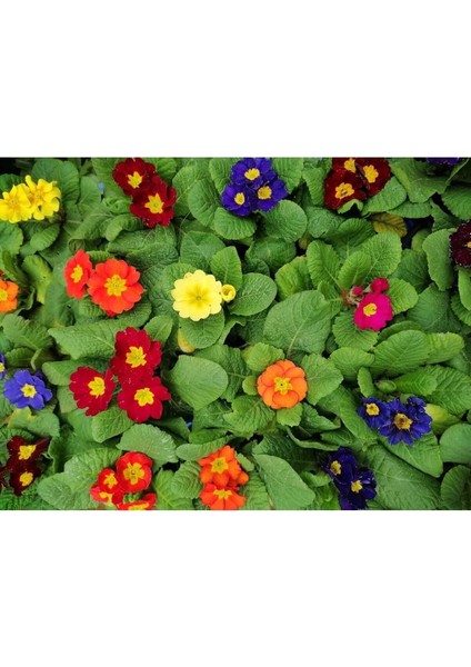 Videolu 2'li Sarı-Lacivert Set Çuha (Marul) Çiçeği 5-15 cm Saksılı Çiçekli Bodur Bitki Primula