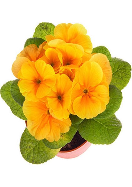 Videolu 2'li Sarı-Lacivert Set Çuha (Marul) Çiçeği 5-15 cm Saksılı Çiçekli Bodur Bitki Primula
