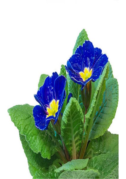 Videolu 2'li Sarı-Lacivert Set Çuha (Marul) Çiçeği 5-15 cm Saksılı Çiçekli Bodur Bitki Primula