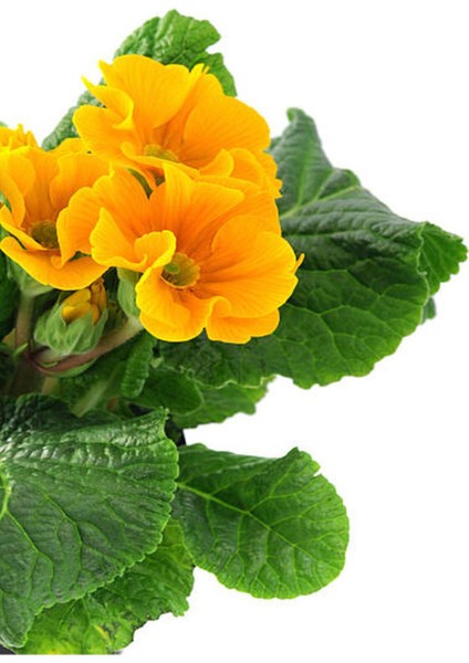 Videolu 1 Adet Turuncu Çuha (Marul) Çiçeği 5-15 cm Saksılı Çiçekli Bodur Bitkiler Primula