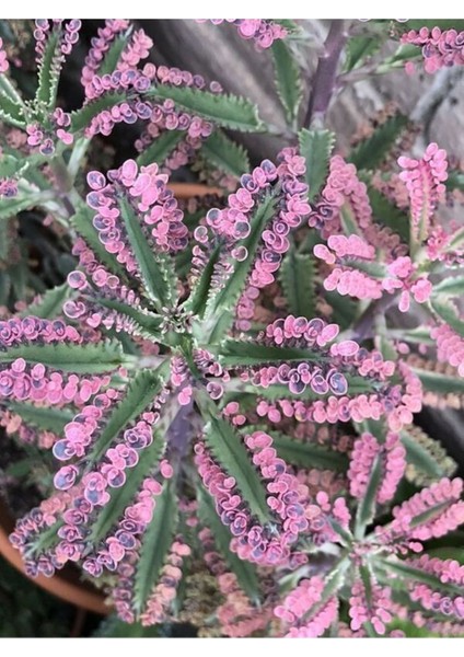 Videolu 1 Adet Pembe Aşkın Gözyaşı Çiçeği 5-15 cm Saksılı Çiçekli Bodur Bitki Butterflies Kalanchoe