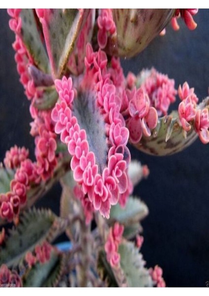 Videolu 1 Adet Pembe Aşkın Gözyaşı Çiçeği 5-15 cm Saksılı Çiçekli Bodur Bitki Butterflies Kalanchoe