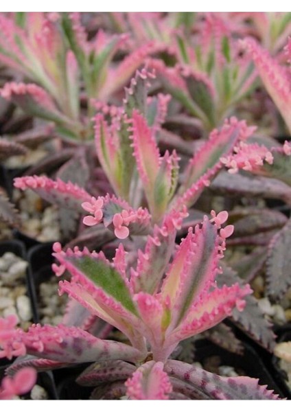 Videolu 1 Adet Pembe Aşkın Gözyaşı Çiçeği 5-15 cm Saksılı Çiçekli Bodur Bitki Butterflies Kalanchoe