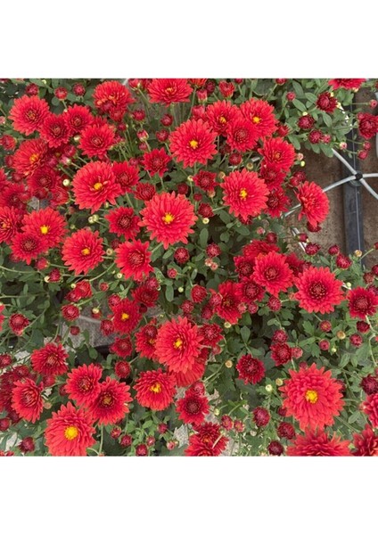 Videolu 1 Adet Kırmızı Renk Kasımpatı Çiçeği 15-25 cm Saksılı Çiçekli Bodur Bitkiler Chrysanthemum fiyatları