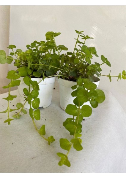 Altın Kolye Sarkıcı Bitki 8,5 Saksıda 1 Adet Lysimachia Nummularia