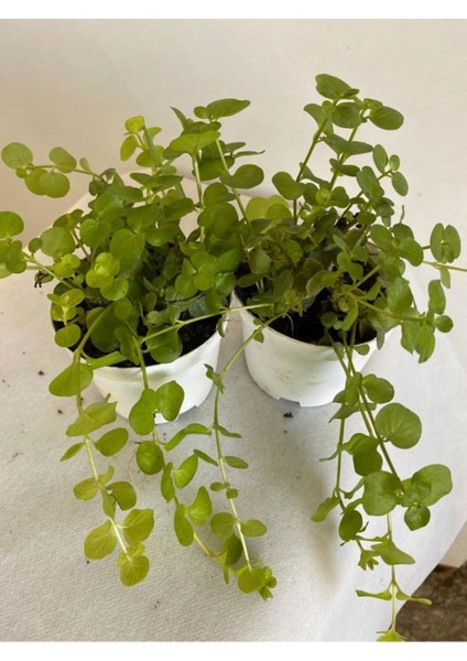 Altın Kolye Sarkıcı Bitki 8,5 Saksıda 1 Adet Lysimachia Nummularia