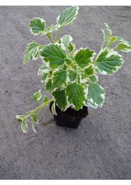 Kokulu Benjamin Çiçeği Mini Boy 1 Adet Saksılı