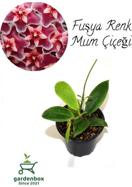 Nadir Tür Fuşay Renk Mum Çiçeği 10-20 cm Hoya Carnosa