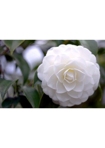 Videolu 3'lü Beyaz Kamelya Çiçeği Fidanı 30-60 cm Tüplü Çiçekli Bodur Bitkiler Camellia Flower fiyatları