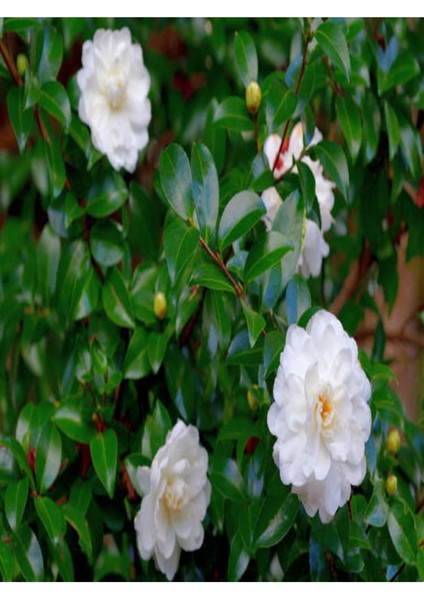 Videolu 3'lü Beyaz Kamelya Çiçeği Fidanı 30-60 cm Tüplü Çiçekli Bodur Bitkiler Camellia Flower modelleri