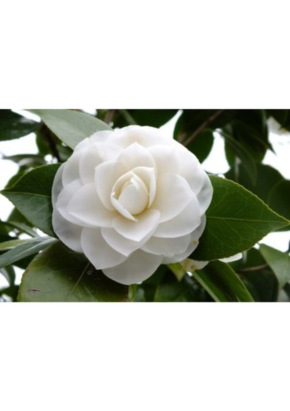 Videolu 3'lü Beyaz Kamelya Çiçeği Fidanı 30-60 cm Tüplü Çiçekli Bodur Bitkiler Camellia Flower fırsatları
