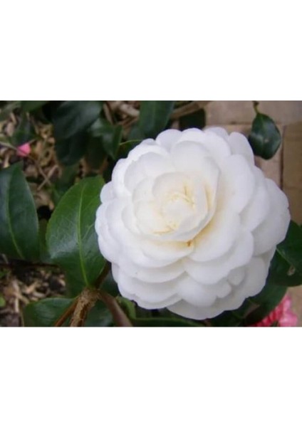 Videolu 3'lü Beyaz Kamelya Çiçeği Fidanı 30-60 cm Tüplü Çiçekli Bodur Bitkiler Camellia Flower indirimleri