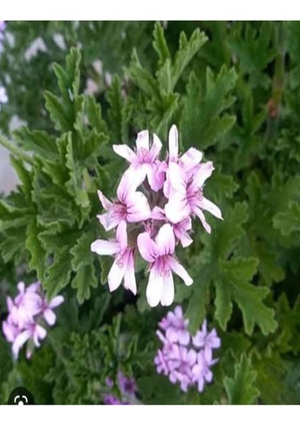 Videolu 1 Adet Açık Pembe Itır Sardunya Çiçeği Fidesi 20-40 cm Saksılı Çiçekli Bodur Bitki Geranium