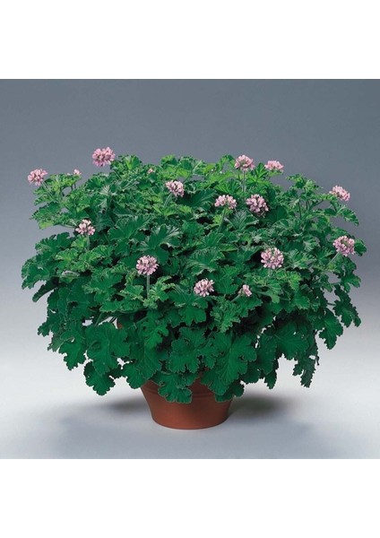 Videolu 1 Adet Açık Pembe Itır Sardunya Çiçeği Fidesi 20-40 cm Saksılı Çiçekli Bodur Bitki Geranium