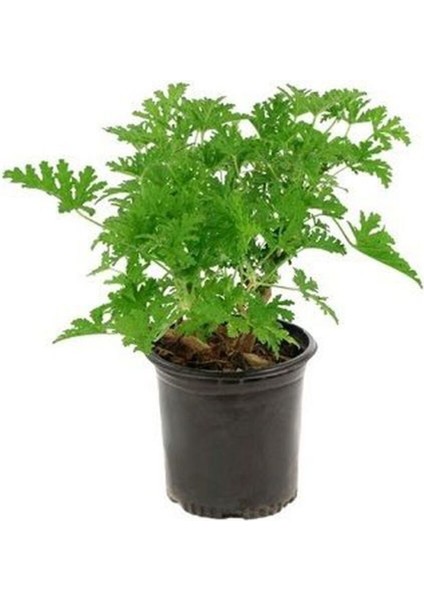 Videolu 1 Adet Açık Pembe Itır Sardunya Çiçeği Fidesi 20-40 cm Saksılı Çiçekli Bodur Bitki Geranium