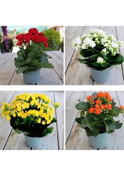 Videolu 4'lü Karışık Renk Kalanşo Emel Hanım Çiçeği 10-20 cm Saksılı Çiçekli Bodur Bitki Kalanchoe