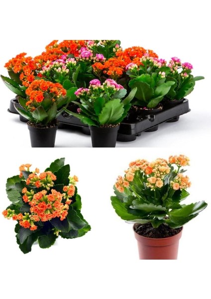 Videolu 4'lü Karışık Renk Kalanşo Emel Hanım Çiçeği 10-20 cm Saksılı Çiçekli Bodur Bitki Kalanchoe fiyatları