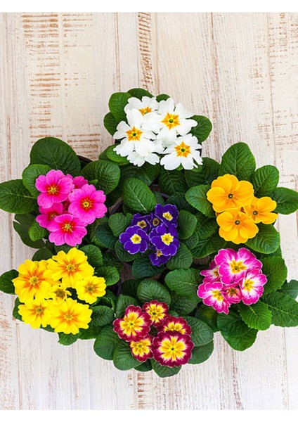 Videolu 7li Set Karışık Renk Çuha (Marul) Çiçeği 5-15 cm Saksılı Çiçekli Bodur Bitkiler Primula