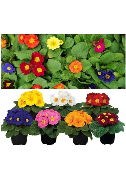 Videolu 7li Set Karışık Renk Çuha (Marul) Çiçeği 5-15 cm Saksılı Çiçekli Bodur Bitkiler Primula