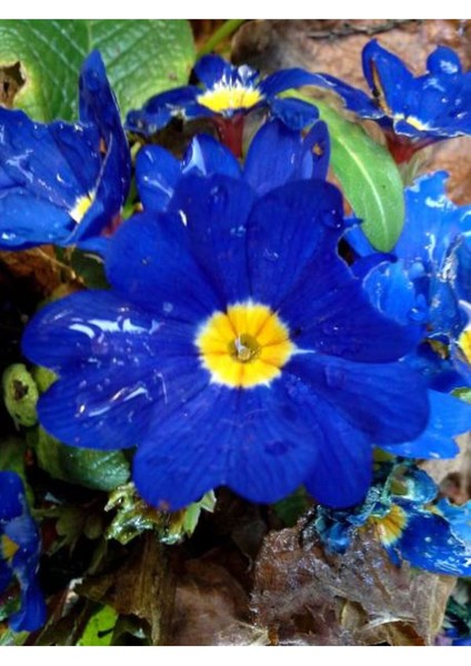 Videolu 7li Set Karışık Renk Çuha (Marul) Çiçeği 5-15 cm Saksılı Çiçekli Bodur Bitkiler Primula