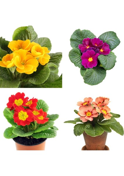 Videolu 7li Set Karışık Renk Çuha (Marul) Çiçeği 5-15 cm Saksılı Çiçekli Bodur Bitkiler Primula