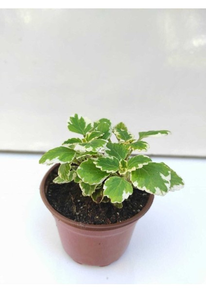 Videolu 1 Adet Adaçayı Kokulu Beyaz Alacalı Sukulent Çiçeği 5-15 cm Saksılı Çiçekli Bodur Succulent modelleri