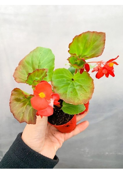 Videolu 1 Adet Karışık Renk Şeker Begonya Çiçeği (Kırmızı-Pembe-Beyaz) 5-15 cm Çiçekli Bodur Begonia