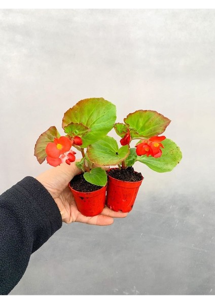 Videolu 1 Adet Karışık Renk Şeker Begonya Çiçeği (Kırmızı-Pembe-Beyaz) 5-15 cm Çiçekli Bodur Begonia