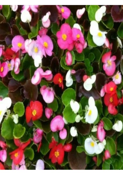 Videolu 1 Adet Karışık Renk Şeker Begonya Çiçeği (Kırmızı-Pembe-Beyaz) 5-15 cm Çiçekli Bodur Begonia
