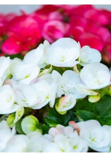 Videolu 1 Adet Karışık Renk Şeker Begonya Çiçeği (Kırmızı-Pembe-Beyaz) 5-15 cm Çiçekli Bodur Begonia