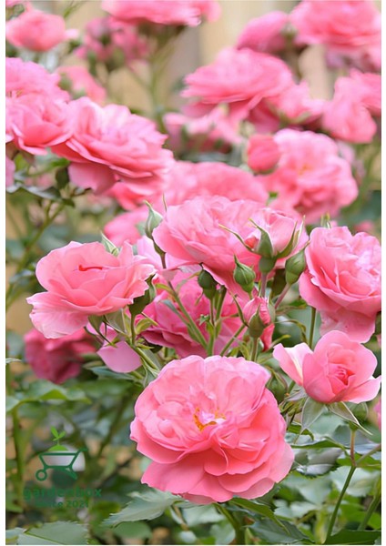 Formlu Yoğun Kokulu Pembe Gül Fidanı 1 Adet Saksılı 30-60 cm(PINK Rose)