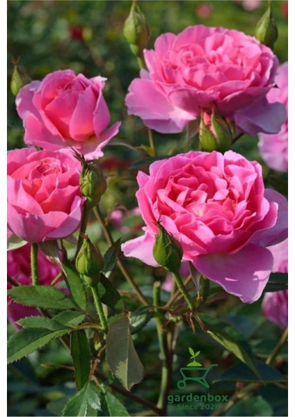 Formlu Yoğun Kokulu Pembe Gül Fidanı 1 Adet Saksılı 30-60 cm(PINK Rose)