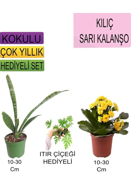 3'lü Set Tek Dikim Kılıç+Sarı Kalanşo+Hediyelik Itır Çiçeği