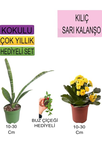 3'lü Set Tek Dikim Kılıç+Sarı Kalanşo+Hediyelik Buz Çiçeği