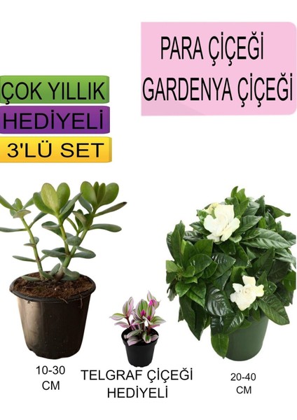 3'lü Set Para Çiçeği+Gardenya Çiçeği+Hediyelik Telgraf Çiçeği