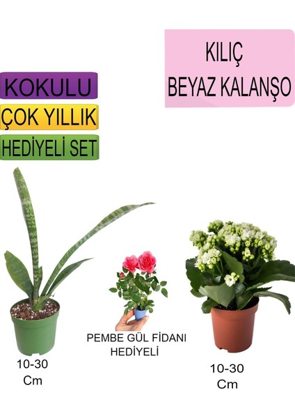 3'lü Set Tek Dikim Kılıç+ Beyaz Kalanşo+ Hediyelik Pembe Gül Fidanı