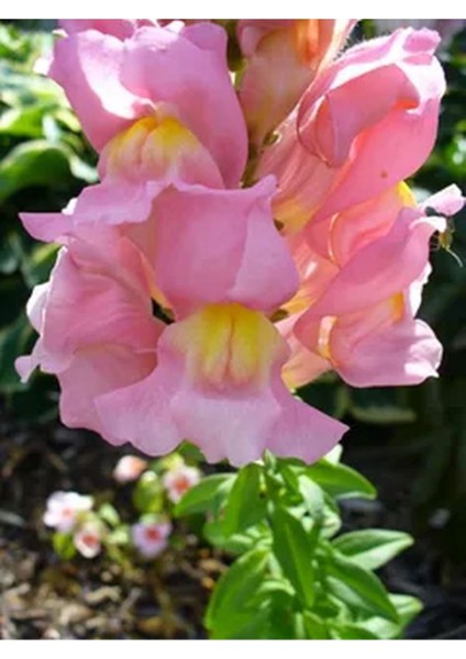Videolu 1 Adet Pembe Aslan Ağzı Çiçeği Fidesi 10-20 cm Tüplü Çiçekli Bodur Antirrhinum Majus