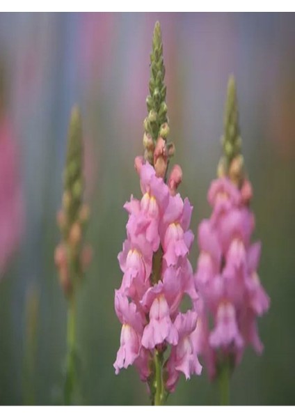 Videolu 1 Adet Pembe Aslan Ağzı Çiçeği Fidesi 10-20 cm Tüplü Çiçekli Bodur Antirrhinum Majus modelleri