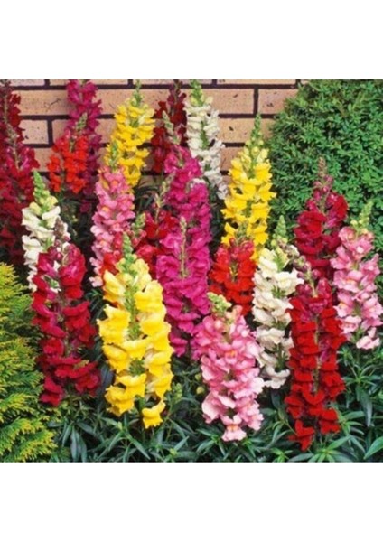 Videolu 10'lu Karışık Renk Aslan Ağzı Çiçeği Fidesi 10-20 cm Tüplü Çiçekli Bodur Antirrhinum Majus modelleri
