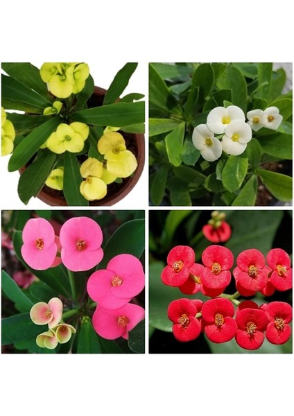 Videolu 4'lü Kırmızı/pembe/beyaz/sarı Dikenler Tacı Çiçeği 5-15 cm Saksılı Çiçekli Milli Euphorbia