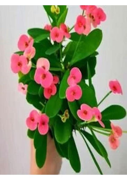 Videolu 4'lü Kırmızı/pembe/beyaz/sarı Dikenler Tacı Çiçeği 5-15 cm Saksılı Çiçekli Milli Euphorbia modelleri