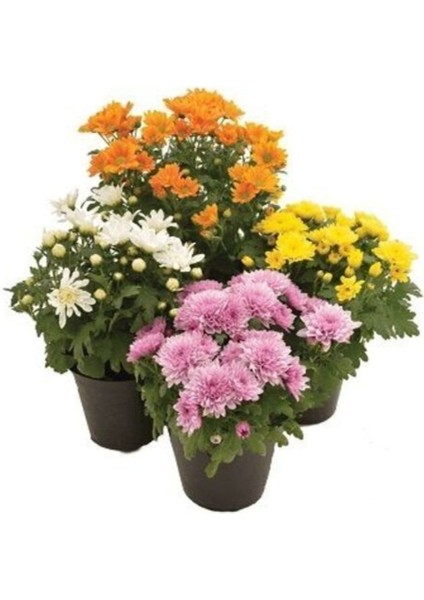 Videolu 4'lü Karışık Renk Kasımpatı Çiçeği 15-25 cm Saksılı Çiçekli Bodur Bitkiler Chrysanthemum