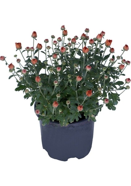 Videolu 4'lü Karışık Renk Kasımpatı Çiçeği 15-25 cm Saksılı Çiçekli Bodur Bitkiler Chrysanthemum fırsatları