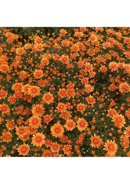 Videolu 1 Adet Turuncu Renk Kasımpatı Çiçeği 15-25 cm Saksılı Çiçekli Bodur Bitkiler Chrysanthemum fiyatları