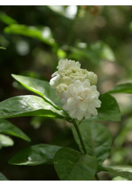Videolu Katmerli Ful Yasemin Çiçeği (70 90 cm)1 Adet Saksılı Çiçekli Dış Mekan Bitkisi Jasminum