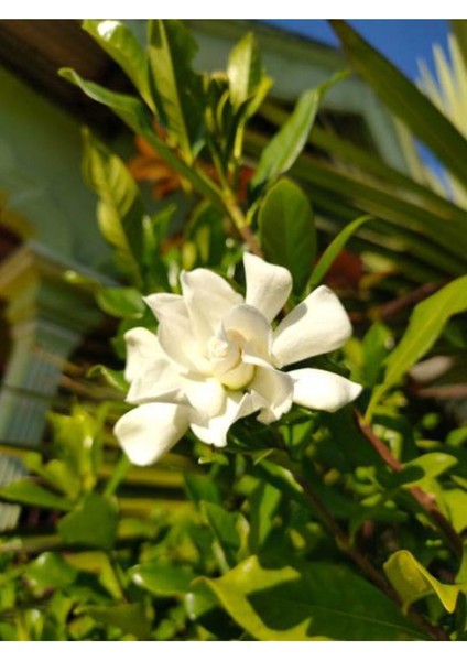Videolu Katmerli Ful Yasemin Çiçeği (70 90 cm)1 Adet Saksılı Çiçekli Dış Mekan Bitkisi Jasminum