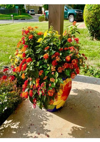 Videolu Çalı Minesi Lantana Çiçeği (20 50 cm)1 Adet Saksılı Çiçekli Bodur Bitki Lantana Camara L.